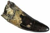 Fossil Crocodylian (Thecachampsa) Tooth - South Carolina #261731-1